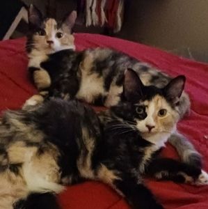 Meet your Posher, Sue